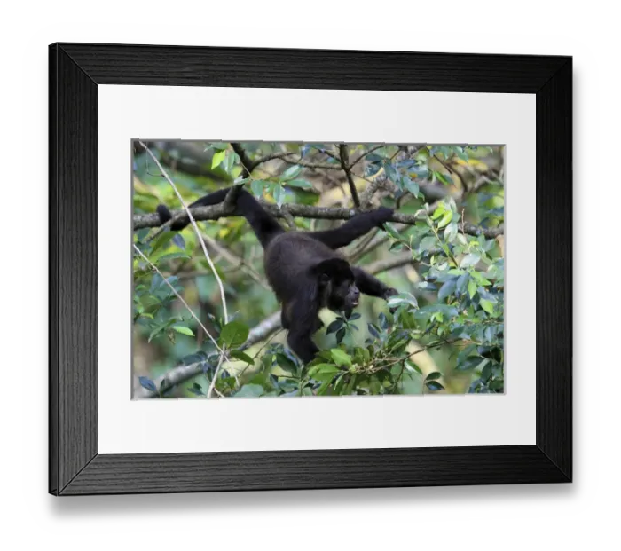 Framed Print : Mantled Howler Monkey (Alouatta palliata) male feeding on flowers of the Padauk Framed Print : Mantled Howler Monkey (Alouatta palliata) male feeding on flowers of the Padauk