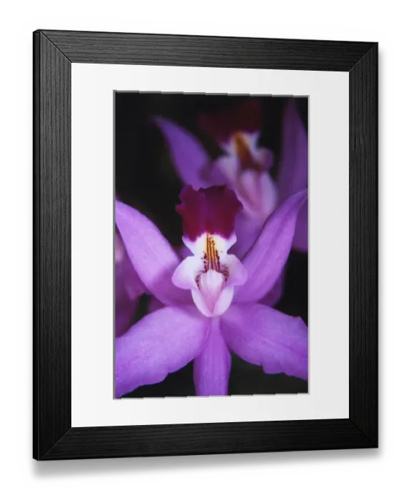 Framed Print : Costa Rica, Ankester Botonical Gardens, Close-up of orchid