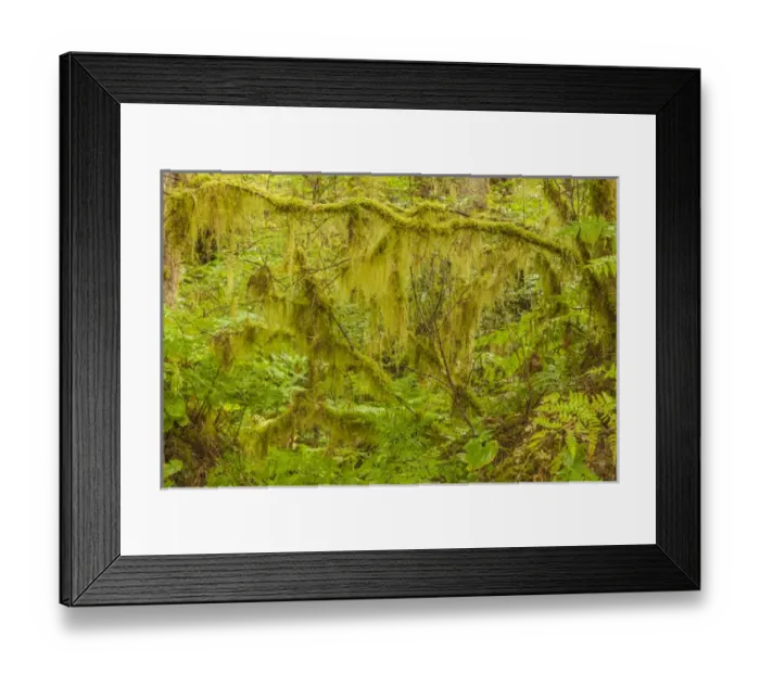Framed Print : USA, Alaska, Tongass National Forest. Moss-covered tree limbs in Anan Creek. Credit as Framed Print : USA, Alaska, Tongass National Forest. Moss-covered tree limbs in Anan Creek. Credit as