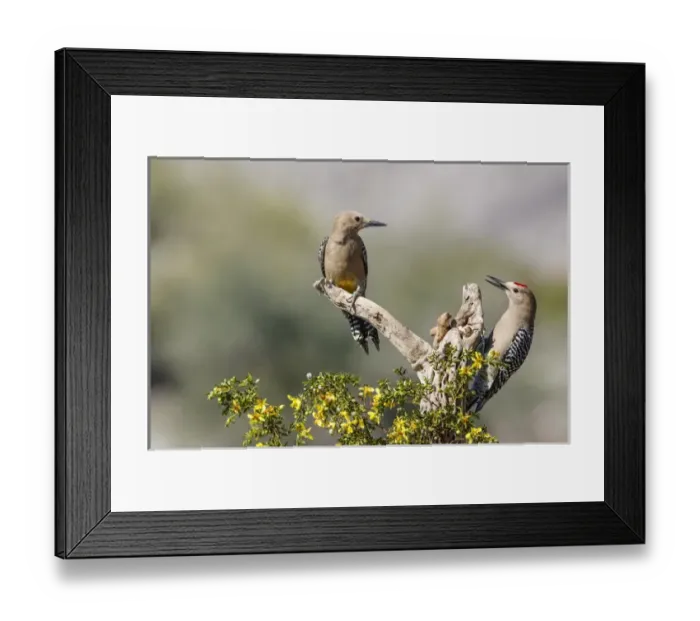 Framed Print : USA, Arizona, Buckeye. Male and female gila woodpeckers on cholla skeleton. Credit as Framed Print : USA, Arizona, Buckeye. Male and female gila woodpeckers on cholla skeleton. Credit as