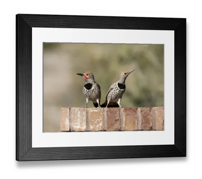 Framed Print : USA, Arizona, Buckeye. Male and female gilded flicker on brick wall Framed Print : USA, Arizona, Buckeye. Male and female gilded flicker on brick wall