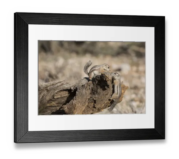 Framed Print : USA, Arizona, Buckeye. Two Harriss antelope squirrels on log Framed Print : USA, Arizona, Buckeye. Two Harriss antelope squirrels on log