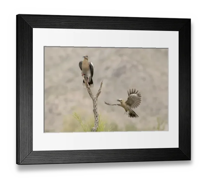 Framed Print : USA, Arizona, Buckeye. White-winged Dove and female gila woodpecker Framed Print : USA, Arizona, Buckeye. White-winged Dove and female gila woodpecker
