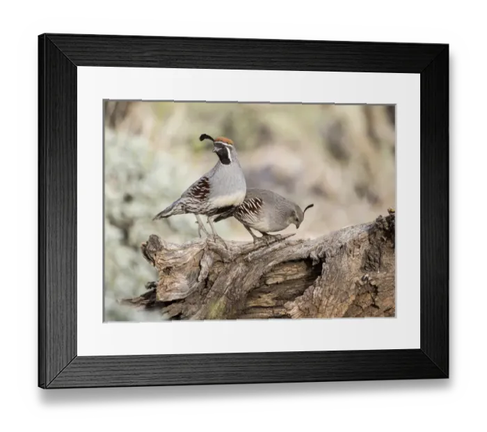 Framed Print : USA, Arizona, Buckeye. Male and female Gambels quail on log Framed Print : USA, Arizona, Buckeye. Male and female Gambels quail on log
