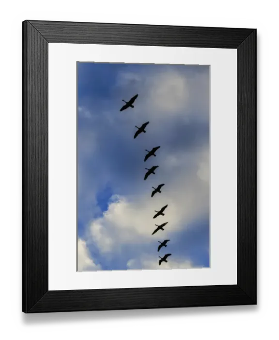 Framed Print : Canada Geese silhouetted agains sky and clouds, Branta canadensis, Alabama Framed Print : Canada Geese silhouetted agains sky and clouds, Branta canadensis, Alabama
