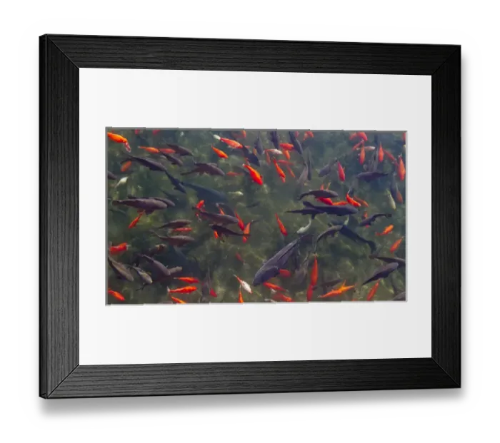 Framed Print : Koi and carp in Big Spring Park, Huntsville, Alabama