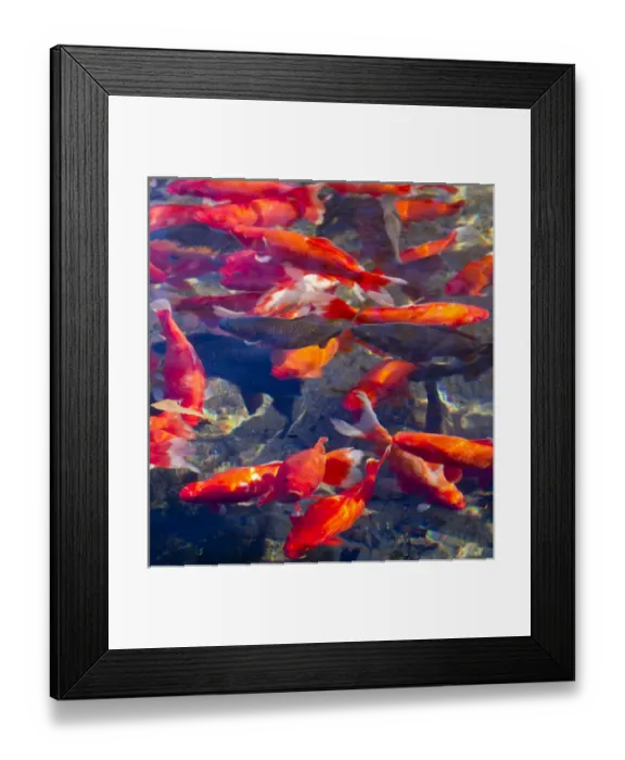 Framed Print : Koi and carp in Big Spring Park, Huntsville, Alabama Framed Print : Koi and carp in Big Spring Park, Huntsville, Alabama
