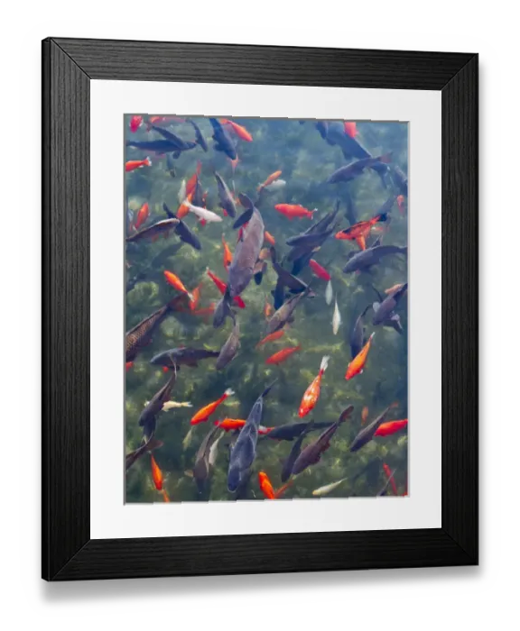 Framed Print : Koi and carp in Big Spring Park, Huntsville, Alabama Framed Print : Koi and carp in Big Spring Park, Huntsville, Alabama