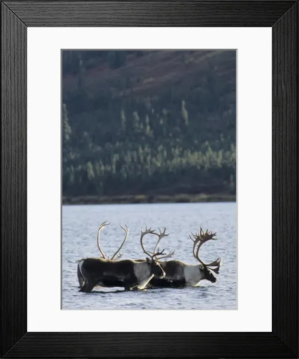 Framed Print : USA, Alaska, Bull Caribou, Wonder Lake, Denali National Park
