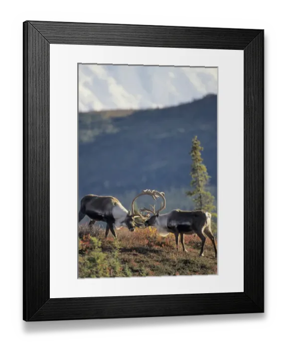 Framed Print : USA, Alaska, Bull Caribou, Mount McKinley, Denali National Park Framed Print : USA, Alaska, Bull Caribou, Mount McKinley, Denali National Park
