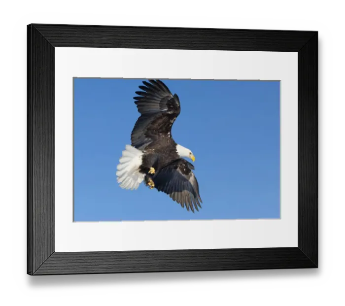 Framed Print : Southeast Alaska, Mature Bald Eagle in flight with wings spread Framed Print : Southeast Alaska, Mature Bald Eagle in flight with wings spread