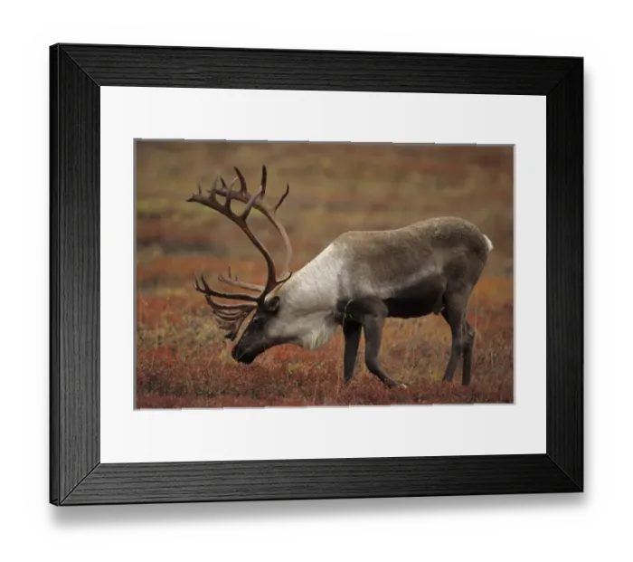 Framed Print : USA, Alaska, Bull Caribou, Denali National Park Framed Print : USA, Alaska, Bull Caribou, Denali National Park