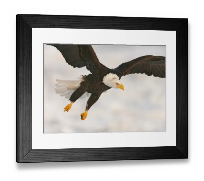Framed Print : USA, Alaska, Homer. Bald eagle in landing posture