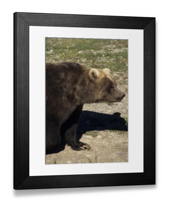 Framed Print : USA, Alaska, Grizzly Bear, The Alaska Zoo, Anchorage Framed Print : USA, Alaska, Grizzly Bear, The Alaska Zoo, Anchorage