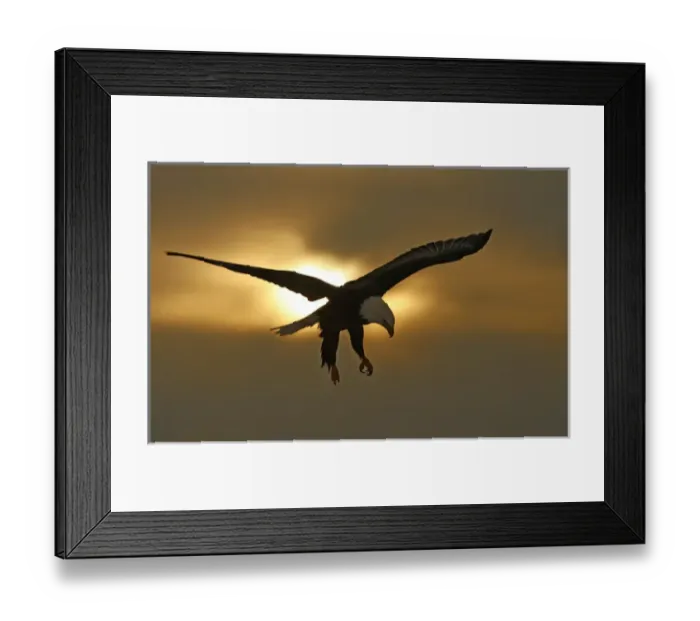Framed Print : USA, Alaska, Homer. Bald eagle in preparing to land silhouetted by sun and clouds Framed Print : USA, Alaska, Homer. Bald eagle in preparing to land silhouetted by sun and clouds