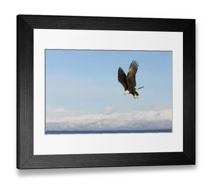 Framed Print : USA, Alaska, Homer. Bald eagle in flight with upbeat wingspread