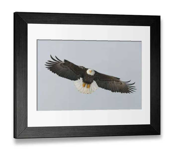 Framed Print : USA, Alaska, Homer. Bald eagle flying with full wingspread Framed Print : USA, Alaska, Homer. Bald eagle flying with full wingspread