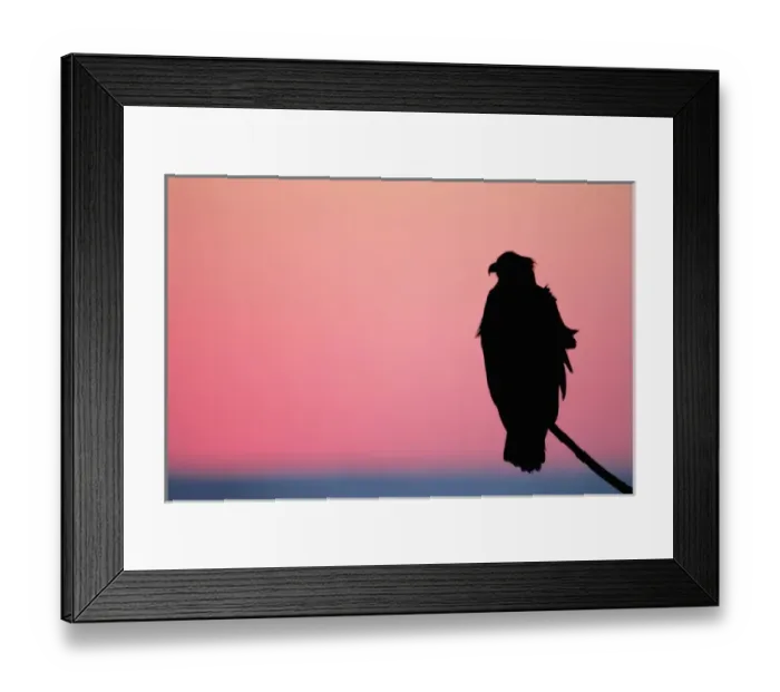 Framed Print : USA, Alaska, Homer. Bald eagle resting on limb