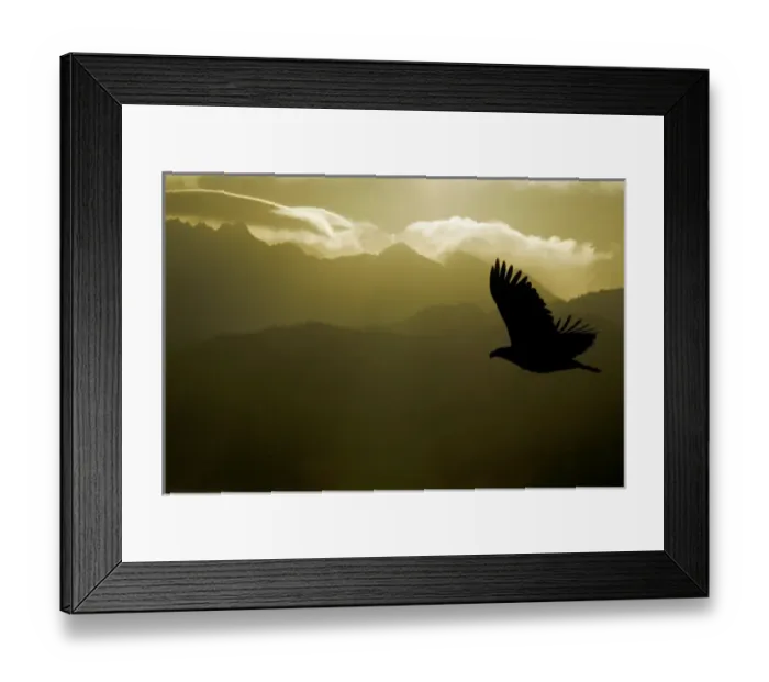 Framed Print : USA, Alaska, Homer. Silhouette of bald eagle flying against mountains and sky. Credit as Framed Print : USA, Alaska, Homer. Silhouette of bald eagle flying against mountains and sky. Credit as