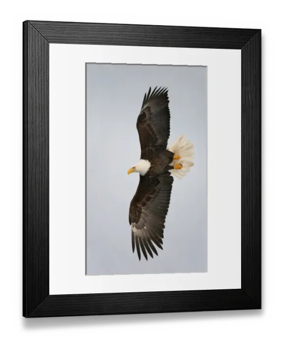 Framed Print : USA, Alaska, Homer. Bald eagle flying with full wingspread Framed Print : USA, Alaska, Homer. Bald eagle flying with full wingspread