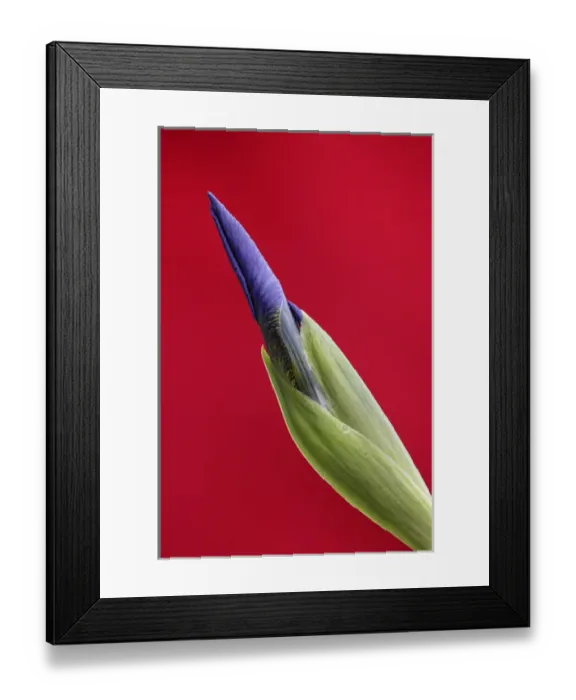 Framed Print : USA, Alaska, Nome. Wild iris budding. Credit as: Arthur Morris / Jaynes Gallery / Danita Delimont Framed Print : USA, Alaska, Nome. Wild iris budding. Credit as: Arthur Morris / Jaynes Gallery / Danita Delimont