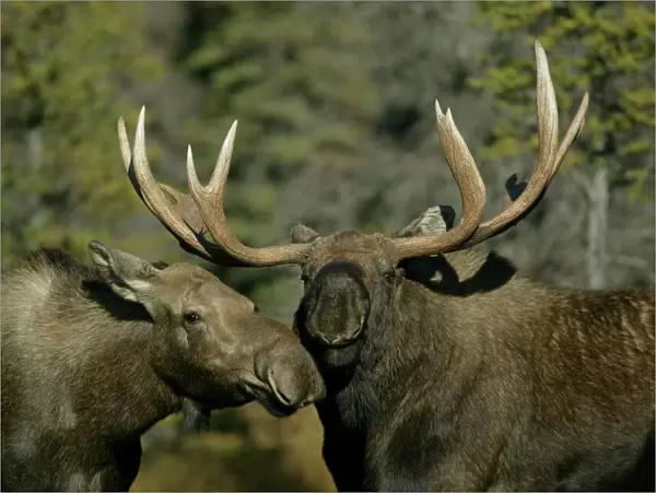 USA, Alaska, Anchorage. Close-up of male and female moose nuzzle