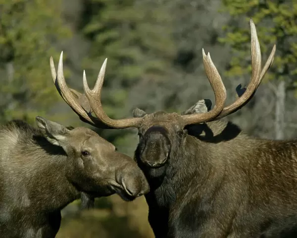 USA, Alaska, Anchorage. Close-up of male and female moose nuzzle