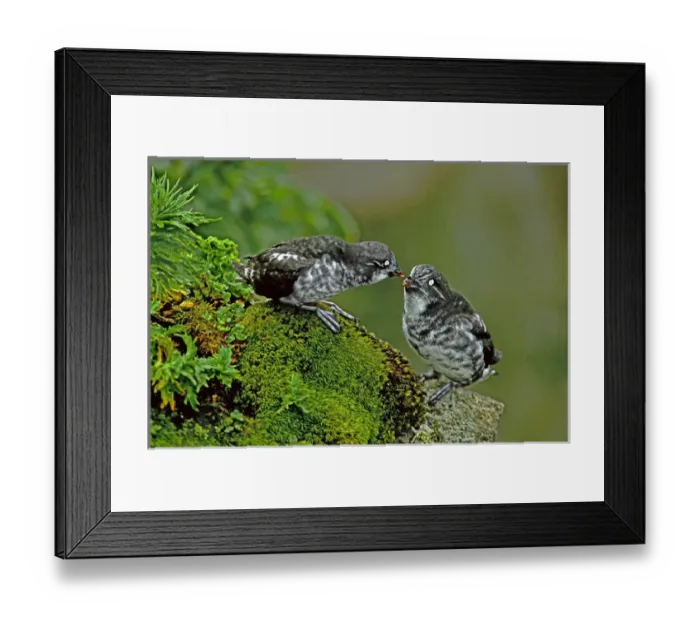 Framed Print : USA, Alaska, Pribilof Islands, St. George. Close-up of wild least auklet pair interacting