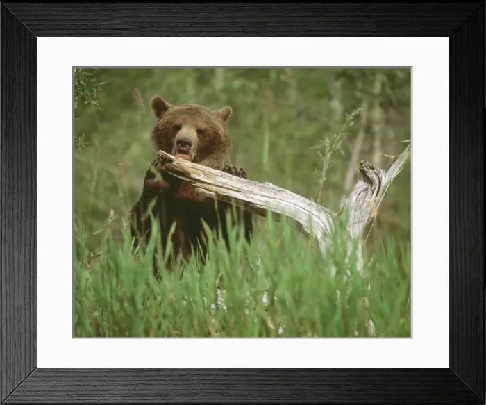 Framed Print : USA, Alaska. Grizzly bear licks dead tree branch Framed Print : USA, Alaska. Grizzly bear licks dead tree branch