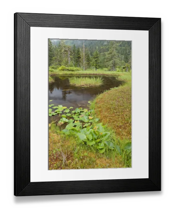 Framed Print : USA, Alaska, Admiralty Island. Scenic of pond and forest Framed Print : USA, Alaska, Admiralty Island. Scenic of pond and forest
