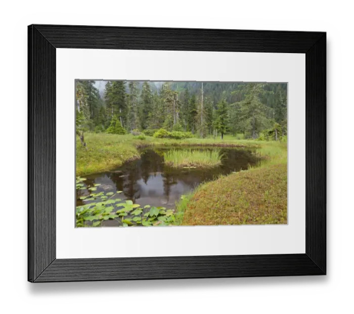 Framed Print : USA, Alaska, Admiralty Island. Scenic of pond and forest Framed Print : USA, Alaska, Admiralty Island. Scenic of pond and forest