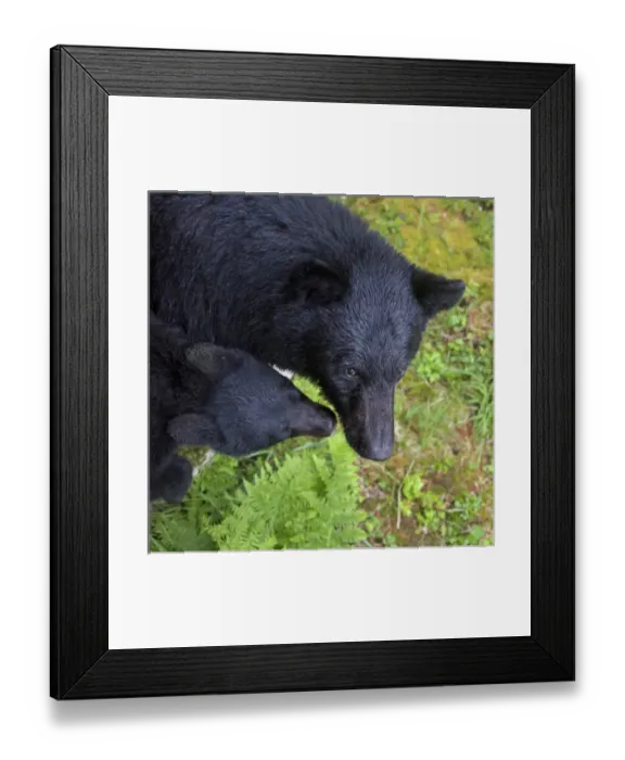 Framed Print : USA, Alaska, Anan Creek. Overview of mother bear and cub Framed Print : USA, Alaska, Anan Creek. Overview of mother bear and cub