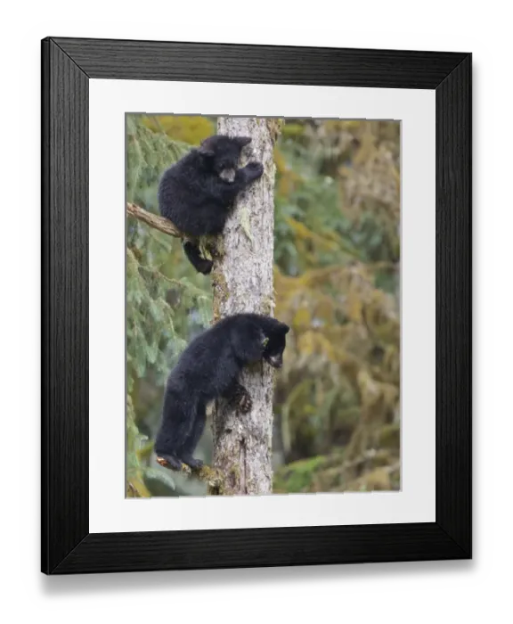 Framed Print : USA, Alaska, Anan Creek. Two black bear cubs in a tree Framed Print : USA, Alaska, Anan Creek. Two black bear cubs in a tree