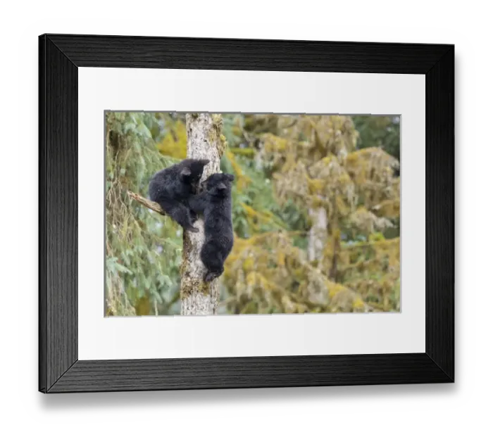Framed Print : USA, Alaska, Anan Creek. Two black bear cubs in a tree Framed Print : USA, Alaska, Anan Creek. Two black bear cubs in a tree