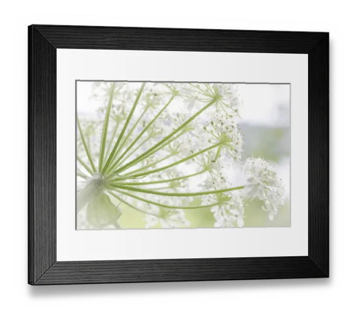 Framed Print : USA, Alaska, Glacier Bay National Park. Close-up of cow parsnip in Bartlett Cove