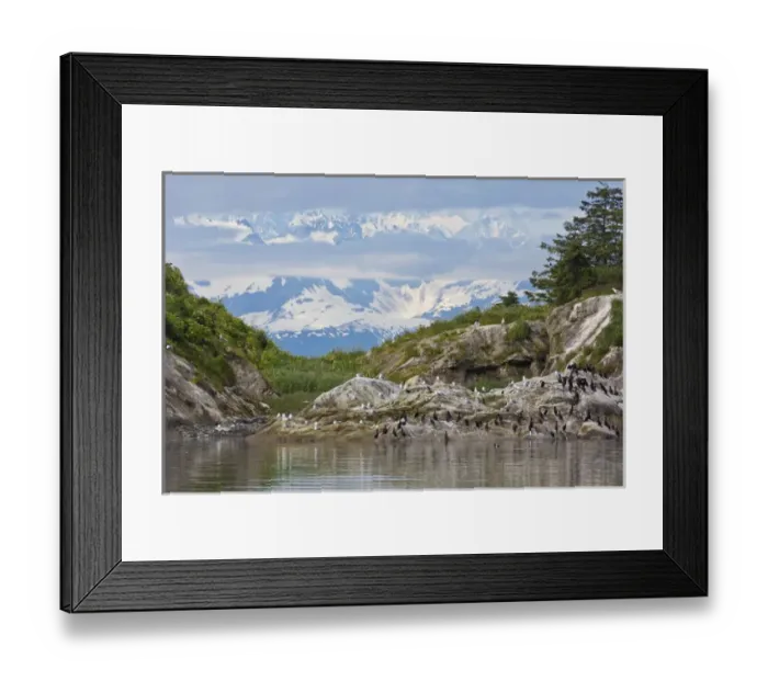 Framed Print : USA, Alaska, Glacier Bay National Park. Cormorants on rocks