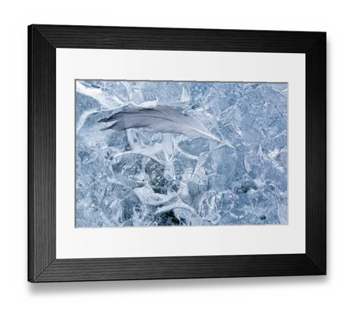 Framed Print : USA, Alaska, Glacier Bay National Park. Gull feather on ice of McBride Glacier. Credit as Framed Print : USA, Alaska, Glacier Bay National Park. Gull feather on ice of McBride Glacier. Credit as