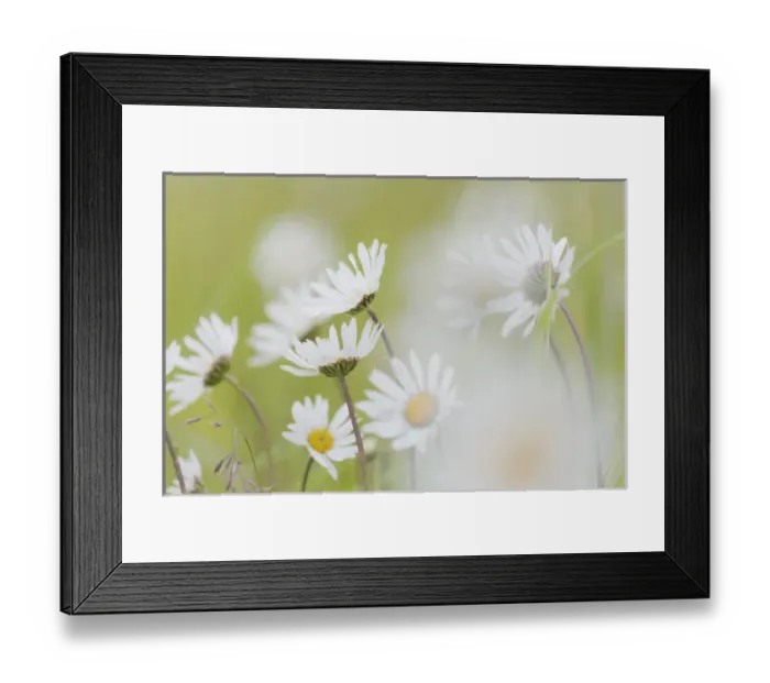 Framed Print : USA, Alaska, Glacier Bay National Park. Close-up of Arctic daisies in Dundas Bay Framed Print : USA, Alaska, Glacier Bay National Park. Close-up of Arctic daisies in Dundas Bay