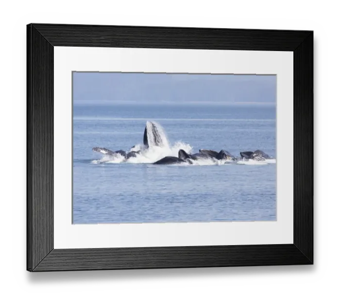 Framed Print : USA, Alaska, Freshwater Bay. Humpback whales bubble net feeding