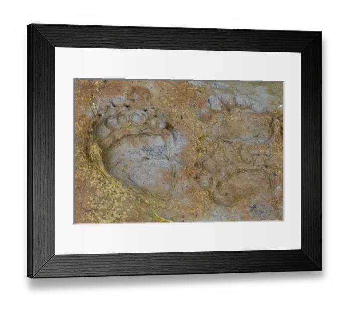 Framed Print : USA, Alaska, Glacier Bay National Park. Close-up of black bear tracks in Dundas Bay mud