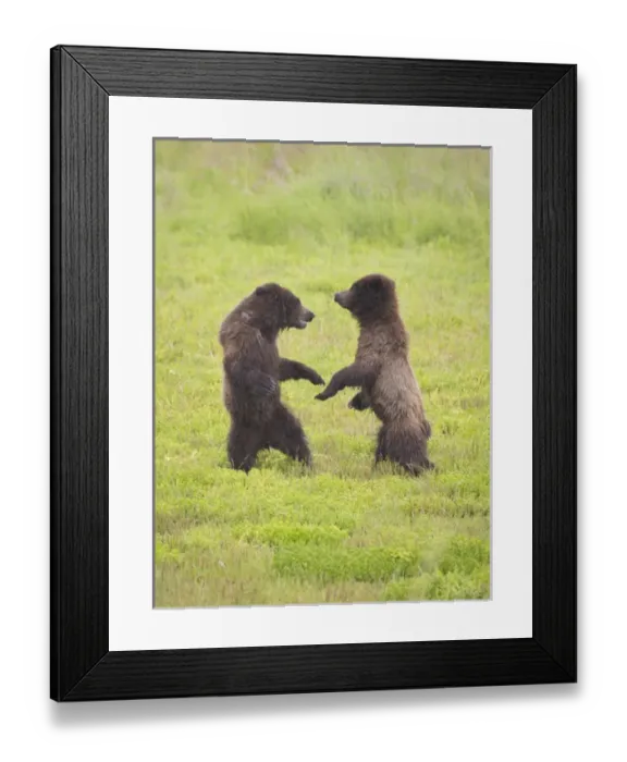 Framed Print : USA, Alaska, Tongass National Forest, Stan Price State Wildlife Sanctuary