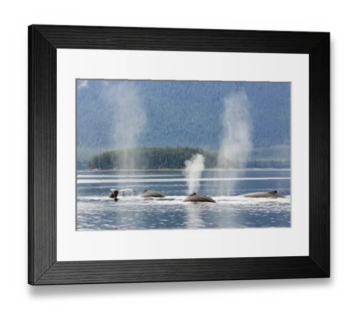 Framed Print : USA, Alaska, Seymore Canal. Blowing and diving humpback whales