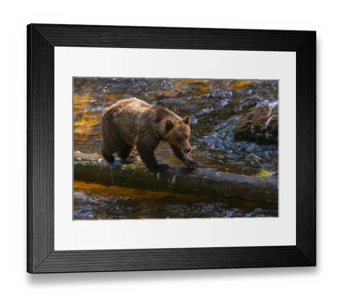 Framed Print : USA, Alaska, Tongass National Forest. Grizzly bear on fallen log searching for salmon Framed Print : USA, Alaska, Tongass National Forest. Grizzly bear on fallen log searching for salmon