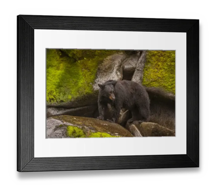 Framed Print : USA, Alaska, Tongass National Forest. Drooling black bear standing on boulders. Credit as