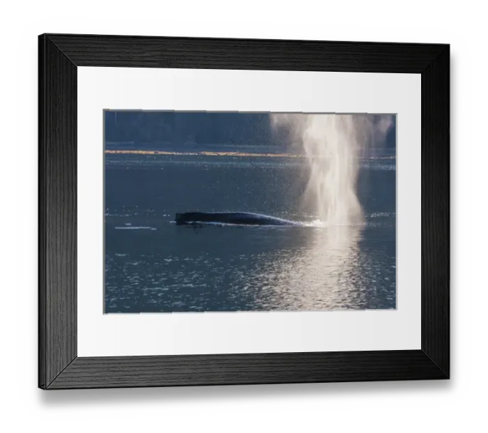 Framed Print : USA, Alaska, Tongass National Forest. Humpback whale spouting in Seymour Canal. Credit as