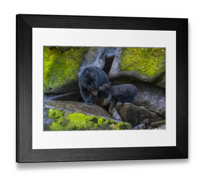 Framed Print : USA, Alaska, Tongass National Forest. Mother black bear and cub Framed Print : USA, Alaska, Tongass National Forest. Mother black bear and cub