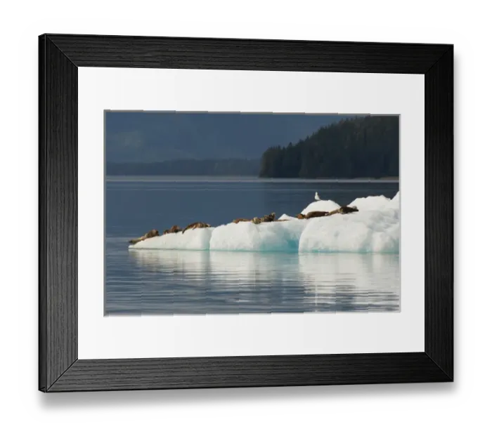 Framed Print : USA, Alaska, Tongass National Forest. Harbor seals on iceberg Framed Print : USA, Alaska, Tongass National Forest. Harbor seals on iceberg
