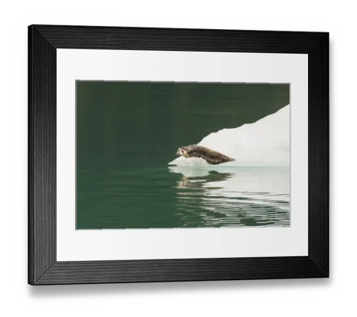 Framed Print : USA, Alaska, Tongass National Forest. Lone harbor seal on iceberg Framed Print : USA, Alaska, Tongass National Forest. Lone harbor seal on iceberg