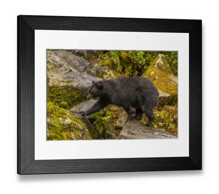 Framed Print : USA, Alaska, Tongass National Forest. Profile of black bear walking among boulders Framed Print : USA, Alaska, Tongass National Forest. Profile of black bear walking among boulders