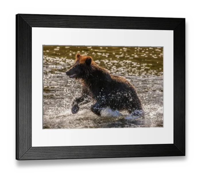 Framed Print : USA, Alaska, Tongass National Forest. Young grizzly cub rushes to catch salmon. Credit as Framed Print : USA, Alaska, Tongass National Forest. Young grizzly cub rushes to catch salmon. Credit as